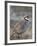 Chukar (Alectoris Chukar)-James Hager-Framed Photographic Print