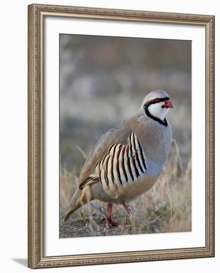 Chukar (Alectoris Chukar)-James Hager-Framed Photographic Print