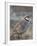 Chukar (Alectoris Chukar)-James Hager-Framed Photographic Print