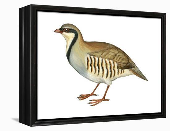 Chukar, Partridge (Alectoris Chukar), Birds-Encyclopaedia Britannica-Framed Stretched Canvas