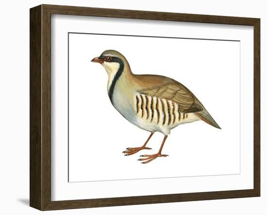 Chukar, Partridge (Alectoris Chukar), Birds-Encyclopaedia Britannica-Framed Art Print