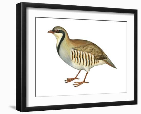 Chukar, Partridge (Alectoris Chukar), Birds-Encyclopaedia Britannica-Framed Art Print