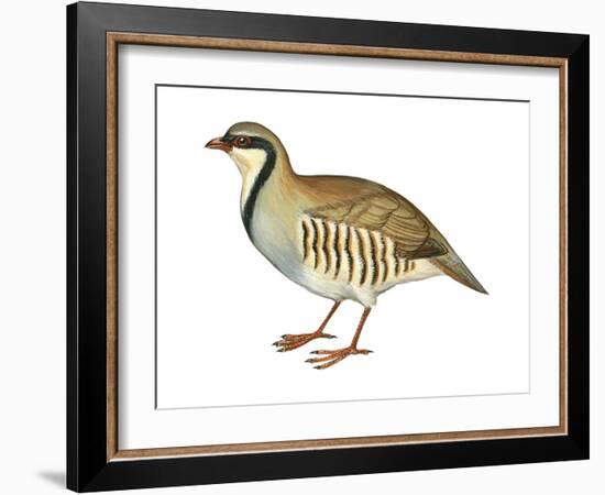 Chukar, Partridge (Alectoris Chukar), Birds-Encyclopaedia Britannica-Framed Art Print