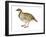 Chukar, Partridge (Alectoris Chukar), Birds-Encyclopaedia Britannica-Framed Art Print