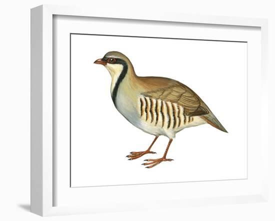 Chukar, Partridge (Alectoris Chukar), Birds-Encyclopaedia Britannica-Framed Art Print