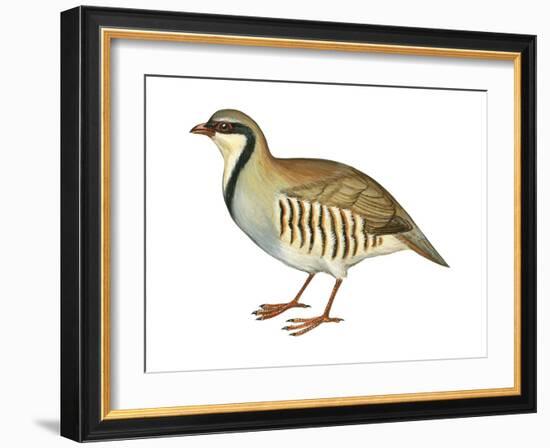 Chukar, Partridge (Alectoris Chukar), Birds-Encyclopaedia Britannica-Framed Art Print