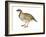 Chukar, Partridge (Alectoris Chukar), Birds-Encyclopaedia Britannica-Framed Art Print