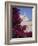 Church and Bougainvillea Flowers, Cadaques, Costa Brava, Catalonia (Cataluna) (Catalunya), Spain-Ruth Tomlinson-Framed Photographic Print