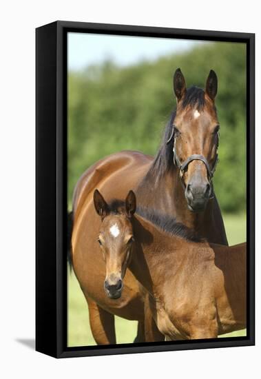 Church Farm UK 004-Bob Langrish-Framed Premier Image Canvas