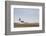 Church Hellnakirkja, Hellnar, Snaefellsnes, West Iceland-Julia Wellner-Framed Photographic Print