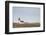 Church Hellnakirkja, Hellnar, Snaefellsnes, West Iceland-Julia Wellner-Framed Photographic Print