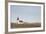 Church Hellnakirkja, Hellnar, Snaefellsnes, West Iceland-Julia Wellner-Framed Photographic Print