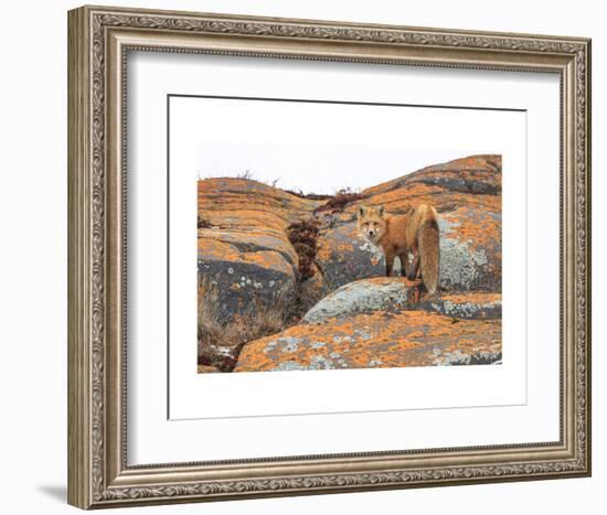 Churchill Red Fox-Jason Savage-Framed Art Print