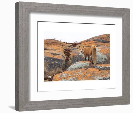 Churchill Red Fox-Jason Savage-Framed Art Print