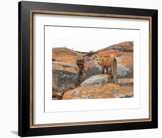 Churchill Red Fox-Jason Savage-Framed Art Print