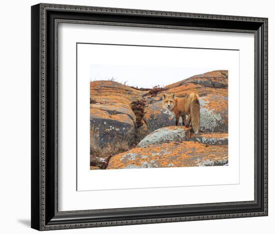 Churchill Red Fox-Jason Savage-Framed Art Print