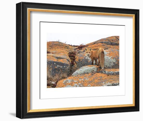 Churchill Red Fox-Jason Savage-Framed Art Print