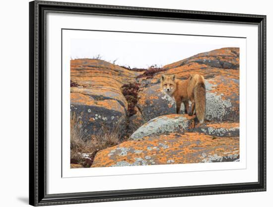 Churchill Red Fox-Jason Savage-Framed Art Print