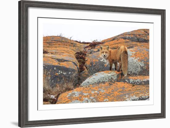 Churchill Red Fox-Jason Savage-Framed Art Print