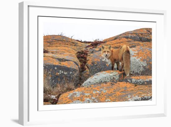 Churchill Red Fox-Jason Savage-Framed Art Print