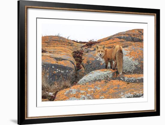 Churchill Red Fox-Jason Savage-Framed Art Print