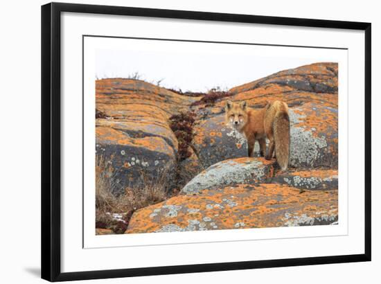 Churchill Red Fox-Jason Savage-Framed Art Print