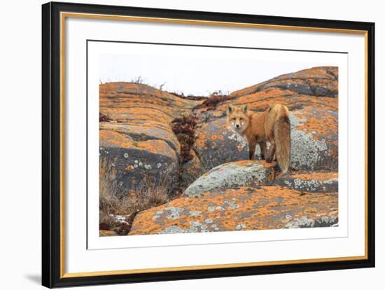 Churchill Red Fox-Jason Savage-Framed Art Print