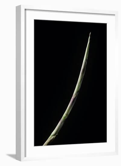 Chusquea Culeou (Chilean Bamboo) - Shoot-Paul Starosta-Framed Photographic Print