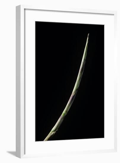Chusquea Culeou (Chilean Bamboo) - Shoot-Paul Starosta-Framed Photographic Print