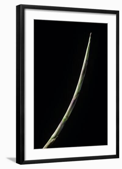 Chusquea Culeou (Chilean Bamboo) - Shoot-Paul Starosta-Framed Photographic Print