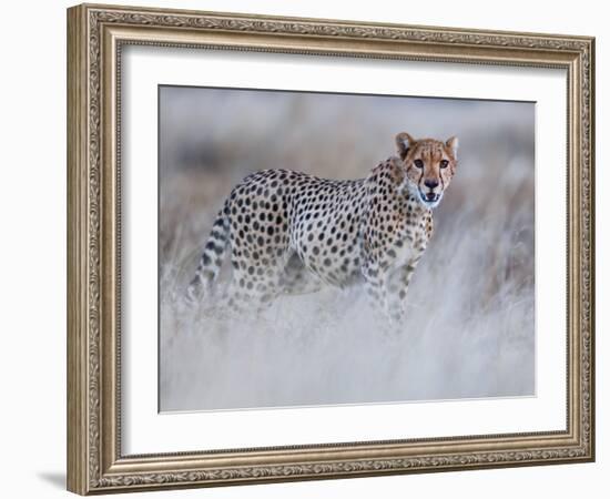 Chyulu cheetah, 2019-Eric Meyer-Framed Photographic Print