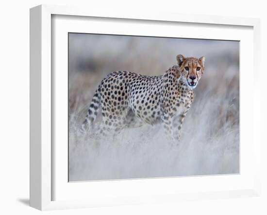 Chyulu cheetah, 2019-Eric Meyer-Framed Photographic Print