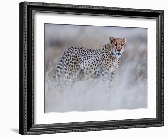 Chyulu cheetah, 2019-Eric Meyer-Framed Photographic Print