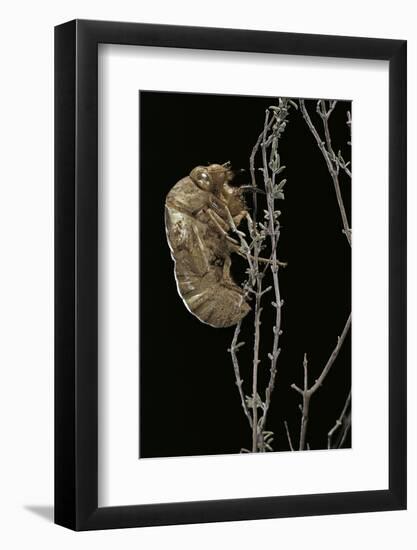 Cicada Exuvia-Paul Starosta-Framed Photographic Print