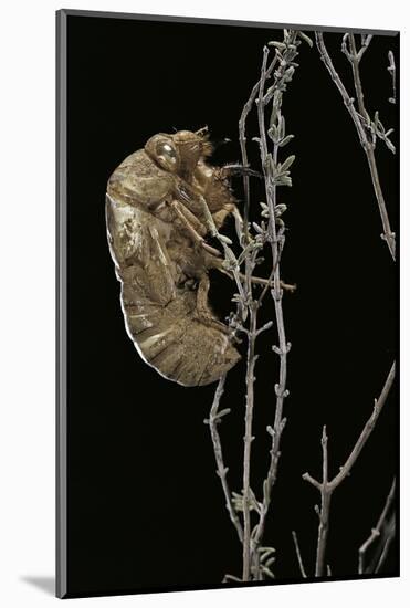 Cicada Exuvia-Paul Starosta-Mounted Photographic Print