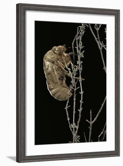 Cicada Exuvia-Paul Starosta-Framed Photographic Print