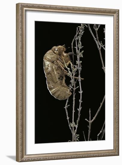 Cicada Exuvia-Paul Starosta-Framed Photographic Print