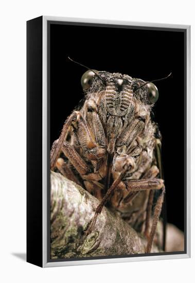 Cicada Orni-Paul Starosta-Framed Premier Image Canvas