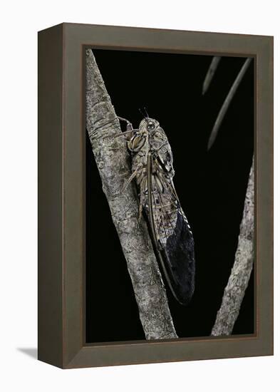 Cicada Orni-Paul Starosta-Framed Premier Image Canvas