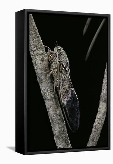 Cicada Orni-Paul Starosta-Framed Premier Image Canvas