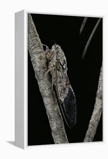 Cicada Orni-Paul Starosta-Framed Premier Image Canvas