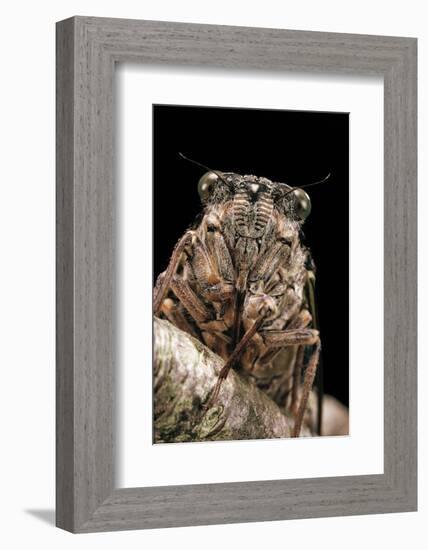 Cicada Orni-Paul Starosta-Framed Photographic Print