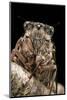 Cicada Orni-Paul Starosta-Mounted Photographic Print