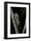 Cicada Orni-Paul Starosta-Framed Photographic Print