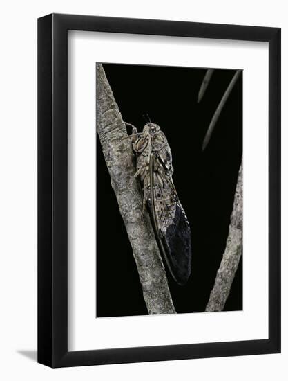 Cicada Orni-Paul Starosta-Framed Photographic Print