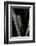 Cicada Orni-Paul Starosta-Framed Photographic Print