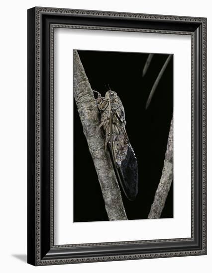Cicada Orni-Paul Starosta-Framed Photographic Print