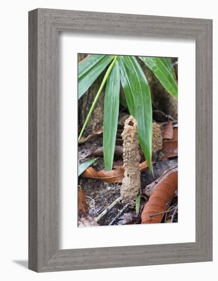 Cicada Turret, or Chimney, Formed by Underground Larva. Sabah, Borneo-Adrian Davies-Framed Photographic Print