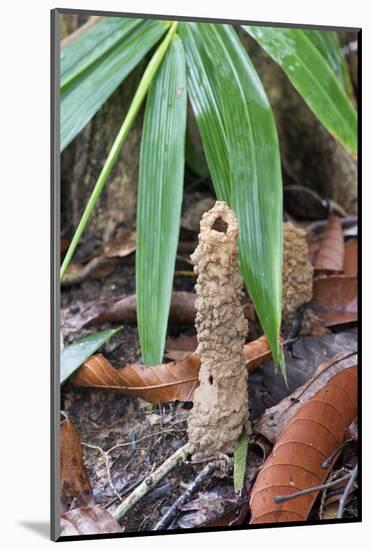 Cicada Turret, or Chimney, Formed by Underground Larva. Sabah, Borneo-Adrian Davies-Mounted Photographic Print