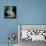 Cichlid Jack Dempsey-null-Framed Premier Image Canvas displayed on a wall
